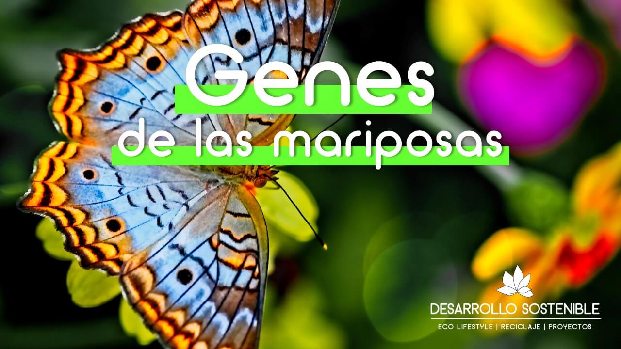 genes-mariposas-determinan-su-color